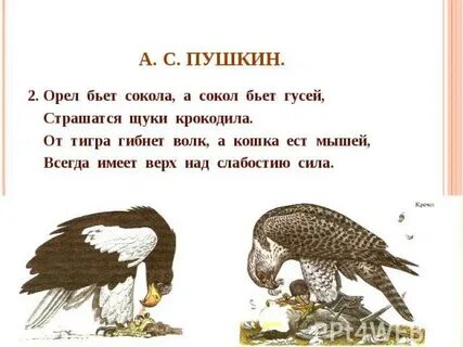 Гнездо орла текст