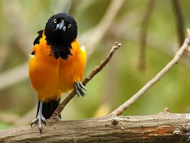 Аистообразная птица из бразилии. Бразильские птицы. Животные Бразилии. Садовый цветной трупиал. Огнеголовый цветной трупиал.