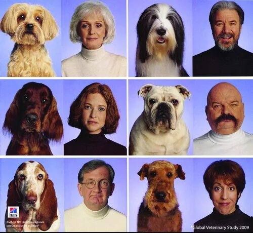 Собаки похожие на людей. Животные похожие на хозяиев. Хозяева и их питомцы. Животные похожие на хозяев. Хозяева сквад стримеры.