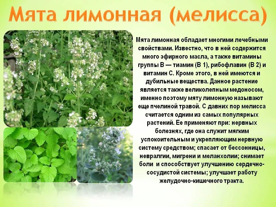 Какие растения используют для лекарств. Полезные лекарственные растения. полезные растения с описанием. целебные растения с описанием. характеристика лекарственных растений.