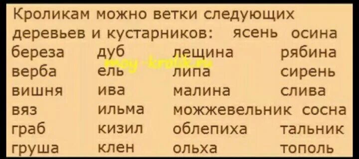 Можно давать кроликам деревья. Какие ветки можно давать кроликам. Веточки каких деревьев можно давать кроликам. Ветки каких деревьев можно давать декоративным кроликам. Какую траву можно давать кроликам.