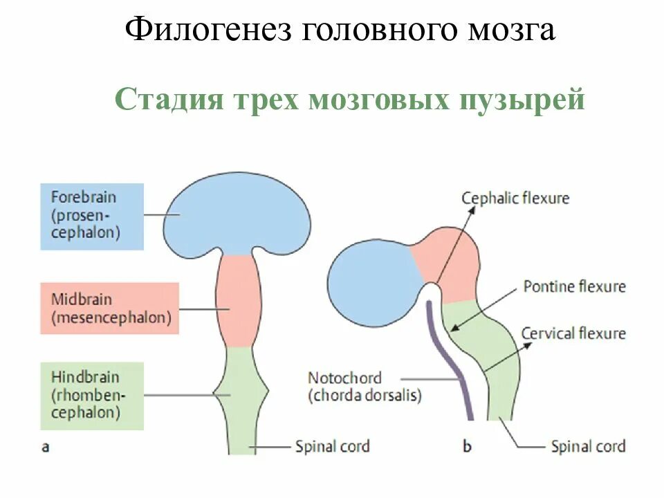 Филогенез мозга. Стадия трех мозговых пузырей схема. Схему стадии пяти мозговых пузырей.. Схема стадии 3 мозговых пузырей. Стадии развития нервной системы 3 мозговых пузыря.