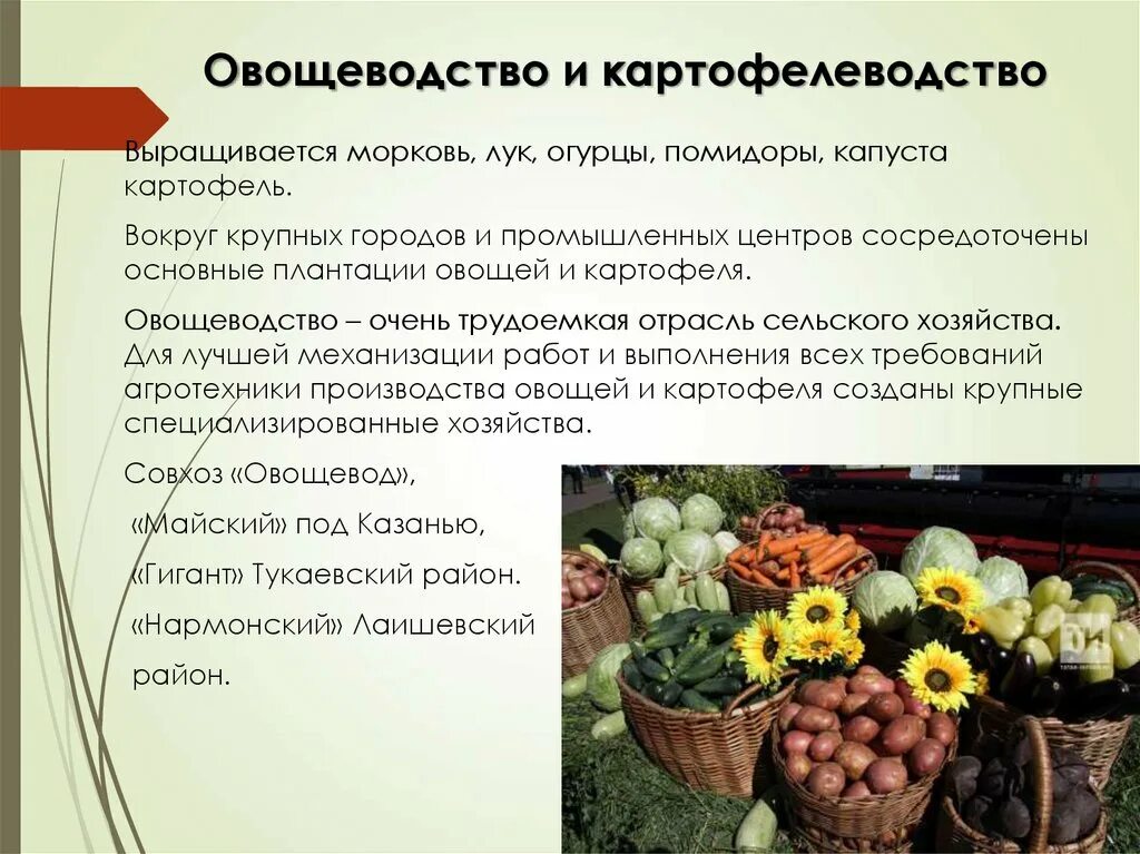 Научное овощеводство. Овощеводство проект. Отрасли растениеводства овощеводство. Проект на тему Растениеводство овощеводство. Овощеводство доклад.