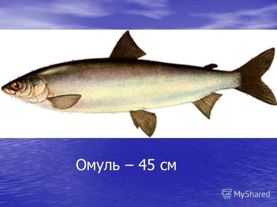 Эндемики байкала омуль. Омуль размеры. Омуль размеры. Омуль байкальский размер. Байкальский омуль краткое описание.