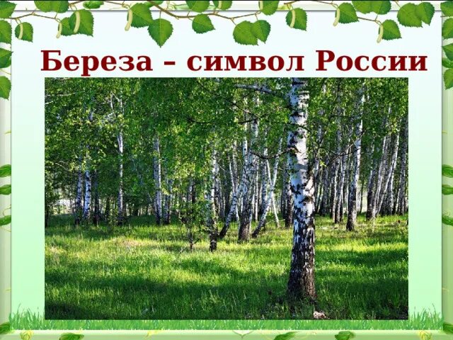 Береза национальное дерево. Русская берёзка символ России. Береза символ России. Символ России белая Березка. Народные символы России береза.