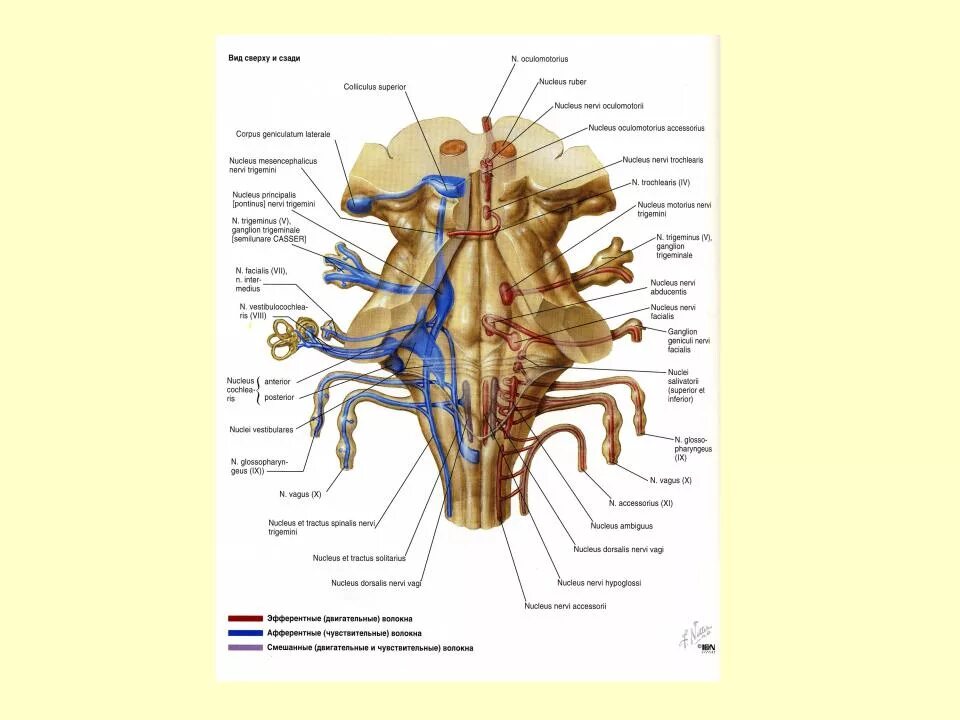 Ядра черепных нервов головного мозга. Проекция ядер черепно-мозговых нервов. Проекция ядер черепных нервов анатомия. Схемы черепных нервов анатомия. Проекция ядер ЧМН на ромбовидную ямку.