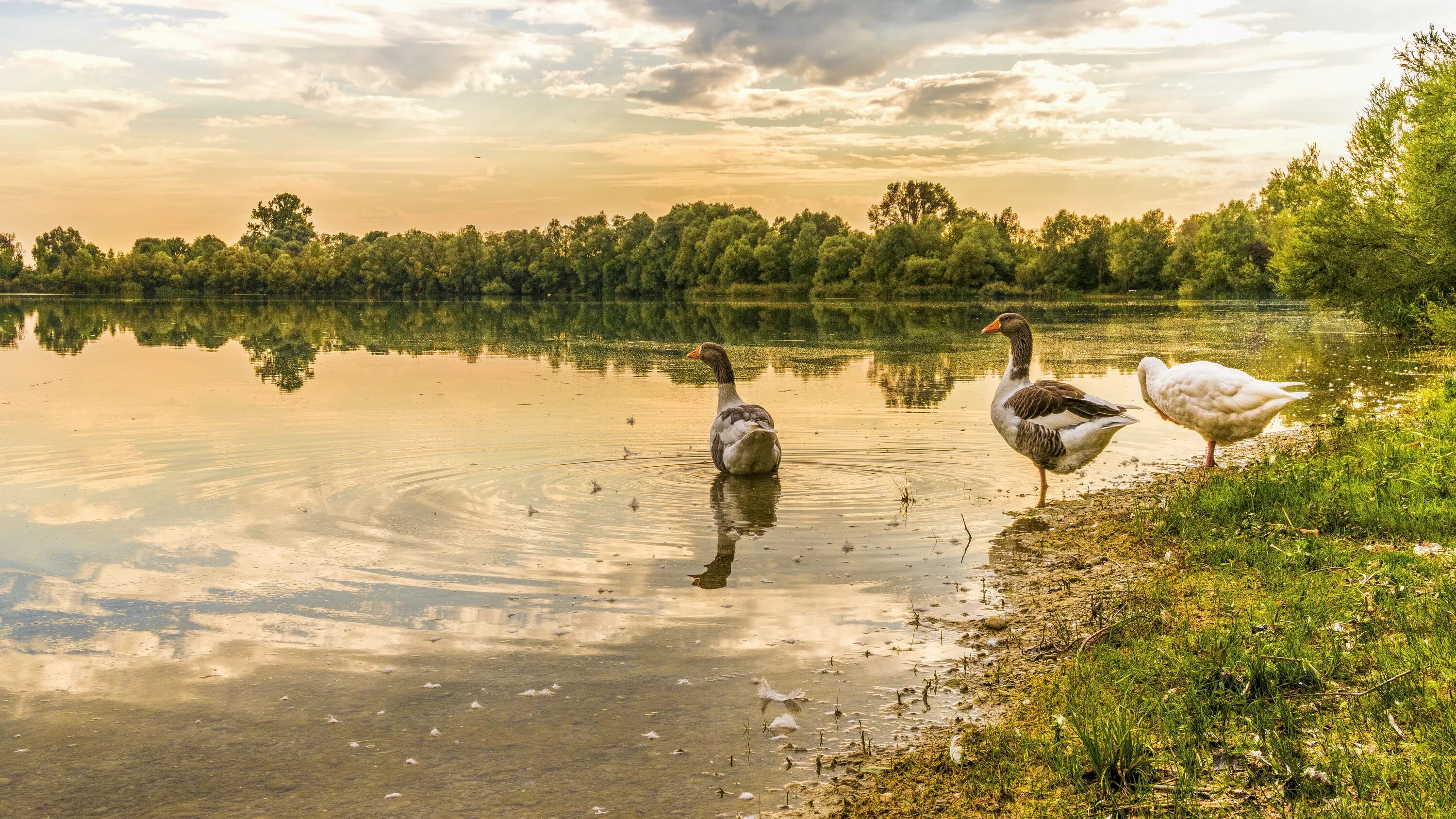 Природа река птицы. Дикий Гусь Селигер. Деревня гуси река. Красивое озеро с утками. Река с утками.