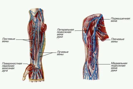 Вены верхней конечности. Медиальная подкожная Вена. Латеральный подкожная Вена анатомия. Латеральная подкожная Вена плеча. Латеральная подкожная Вена верхней конечности.