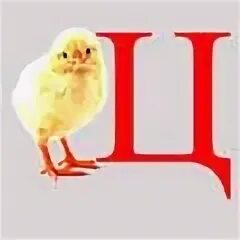Хотя ц