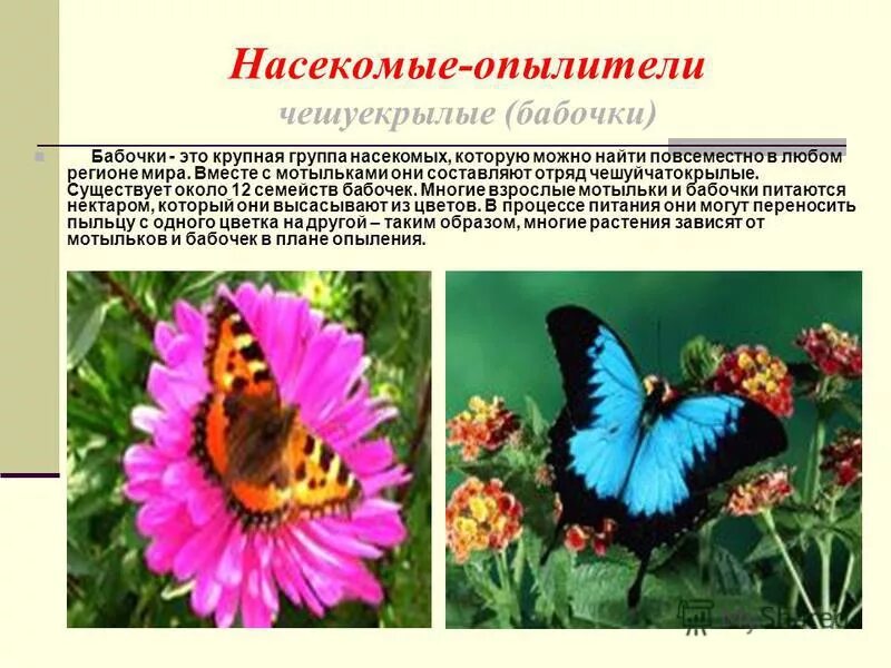 Распространение пыльцы некоторых растений одним видом насекомых