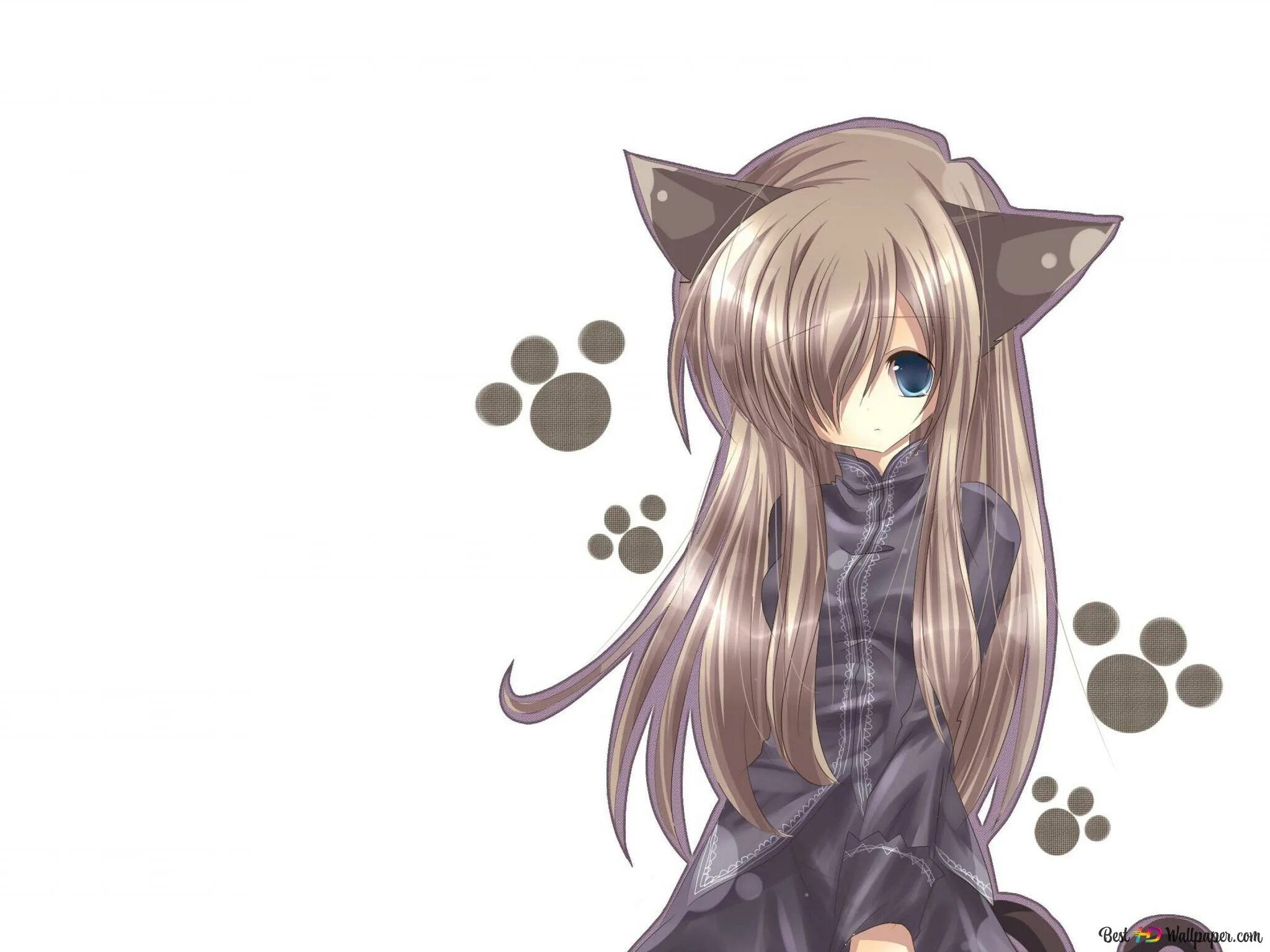 Милые аниме. Девочки с ушками котика. Неко тян. Аниме девушки с ушками. Аниме девушки с ушками.