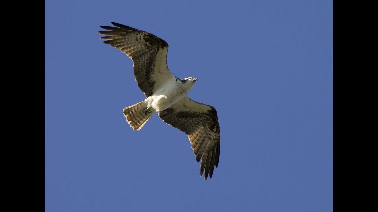 Звук скопа. Скопа дальневосточная. Скопа дальневосточная. Скопа. Скопа в полёте.