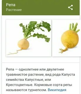 Томат или помидор однолетнее или многолетнее травянистое