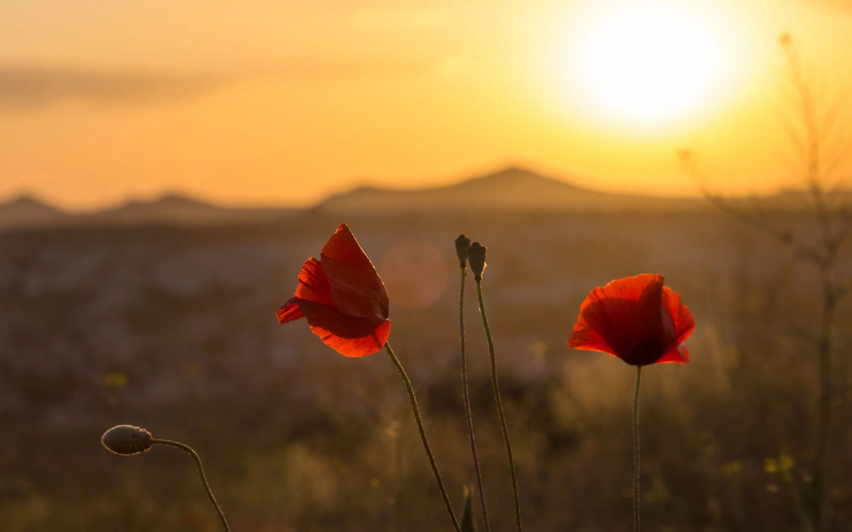 Flower sunset. Маковое поле на закате. Цветы на рассвете. Цветы и солнце. Маки на рассвете.