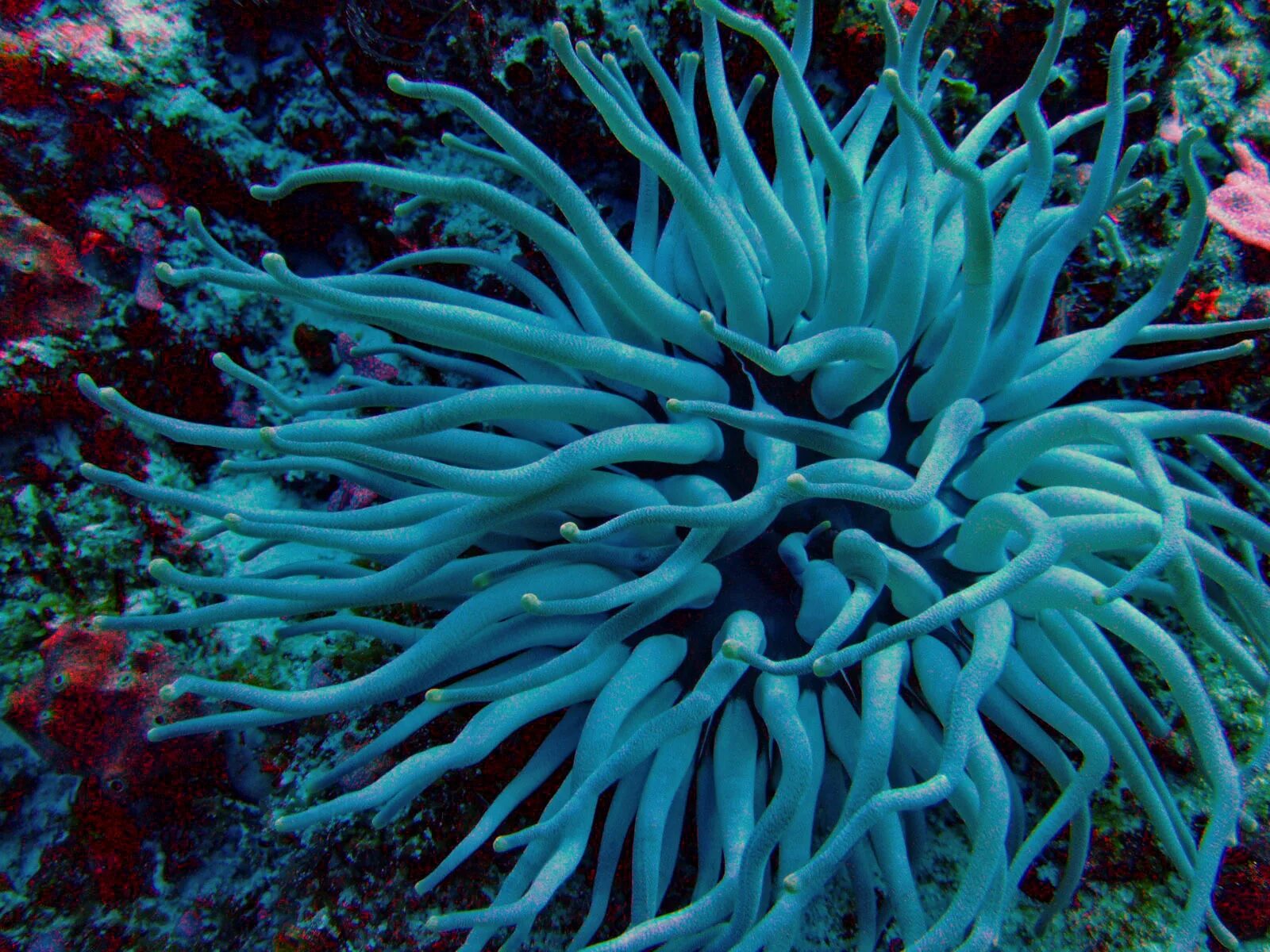 Морские растения список. Морская анемона актиния. Актиния водоросль. Кораллы актинии. Актинии на литорали.
