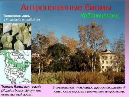 Древесные растения в экосистеме