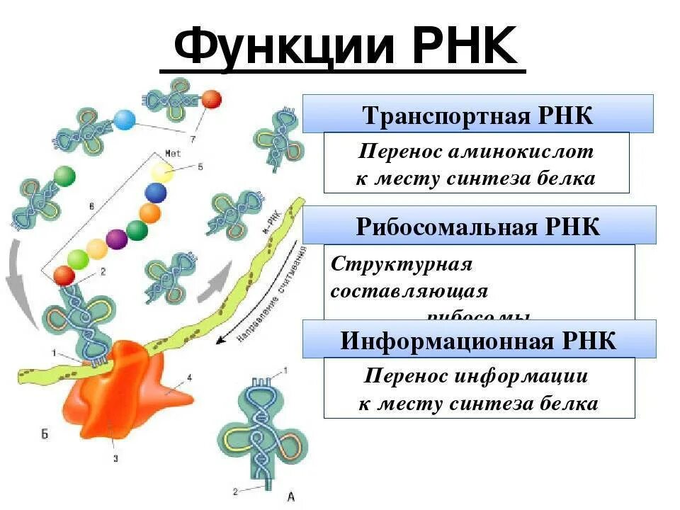 Днк участвует в биосинтезе рнк. Функции рибосомальной РНК. Синтез белка РНК ТРНК. Типы РНК схема.