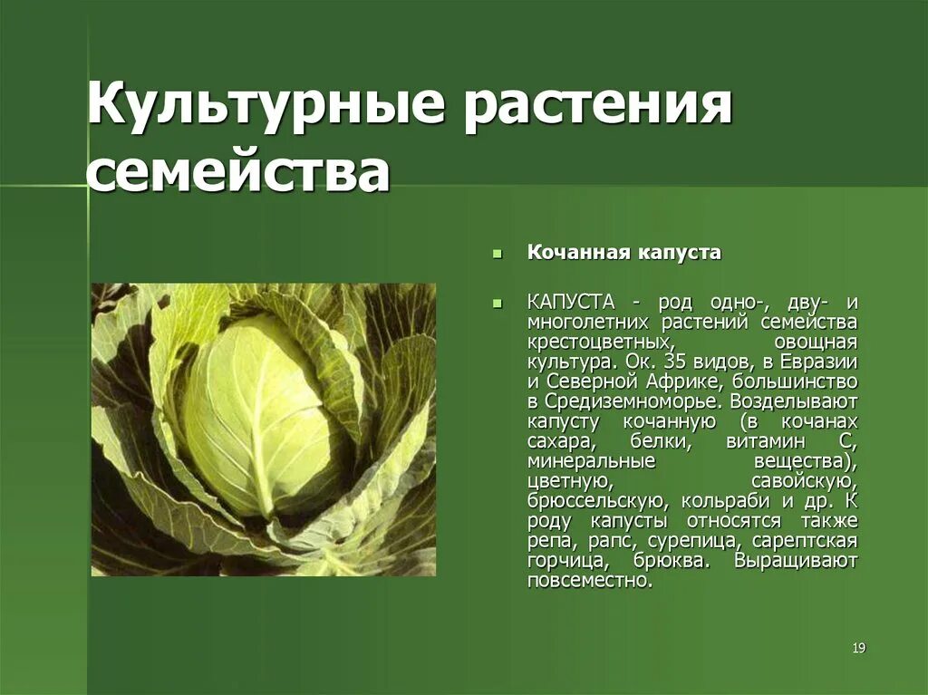 Крестоцветного растения капусты огородной. Капуста семейство крестоцветные. Капуста белокочанная семейство крестоцветных плод. Описание культурного растения. Рассказ о культурном растении.