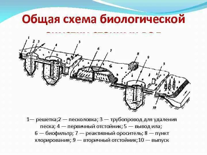 Что служит основным органом фильтрации