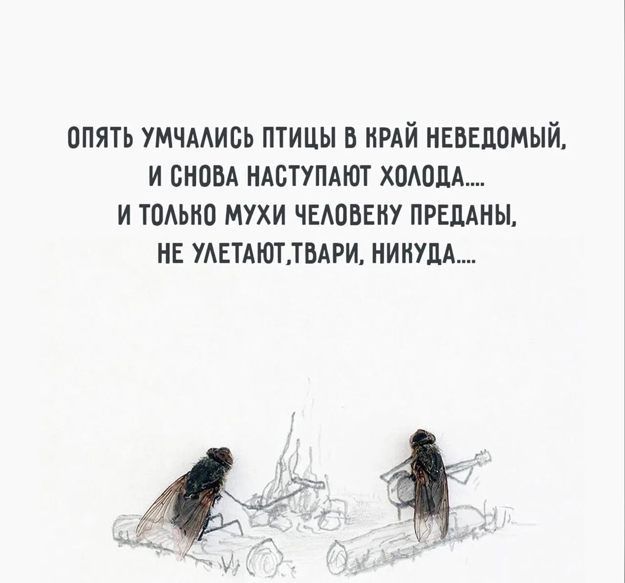 Меня не надо выбирать оставайся с ней. Опять умчались птицы в край неведомый. И только мухи человеку преданы. Только мухи человеку преданы стихи. Шутки про мух.