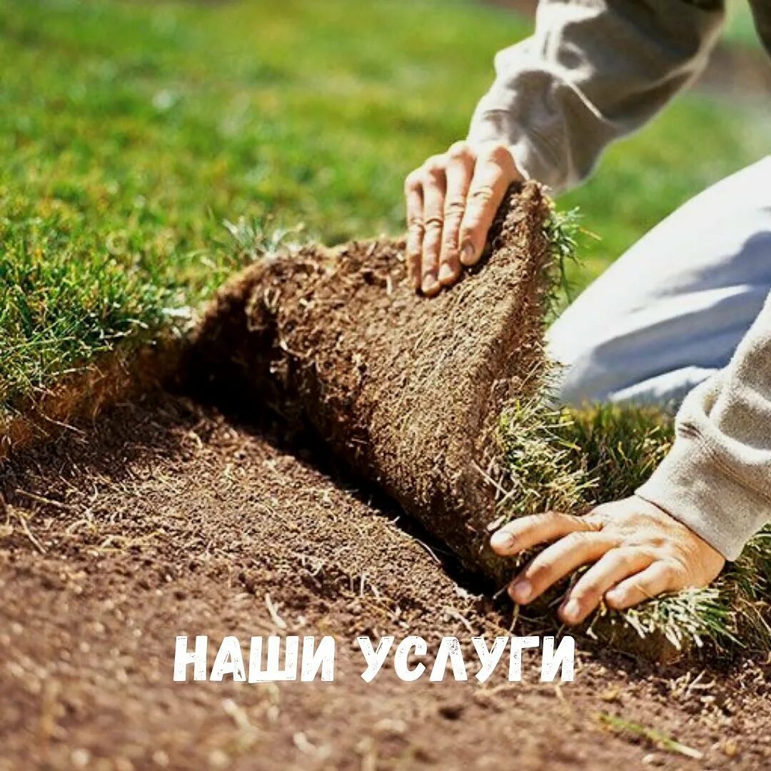 Дерн можно увидеть в почвах. Дёрн. дернина. дерновая земля. дёрн это что такое простыми словами.