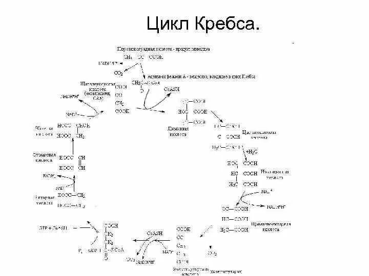 Цикл кребса какой этап. Цикл кребса какой этап