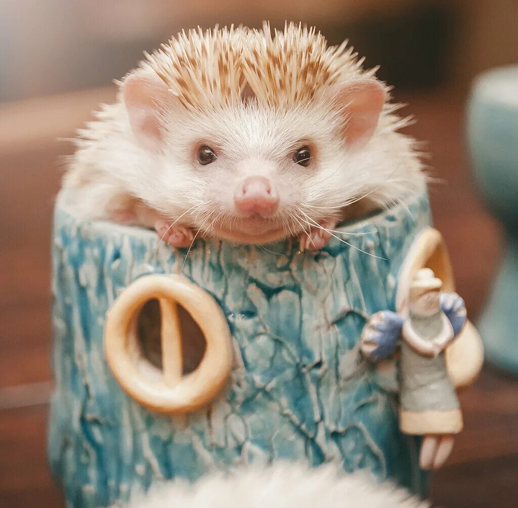 Гончарная студия еж. Гончарная студия белый ёж воронеж. Белый еж гончарная мастерская воронеж. Белый еж гончарная мастерская воронеж лого. Гончарная студия белый ёж воронеж.