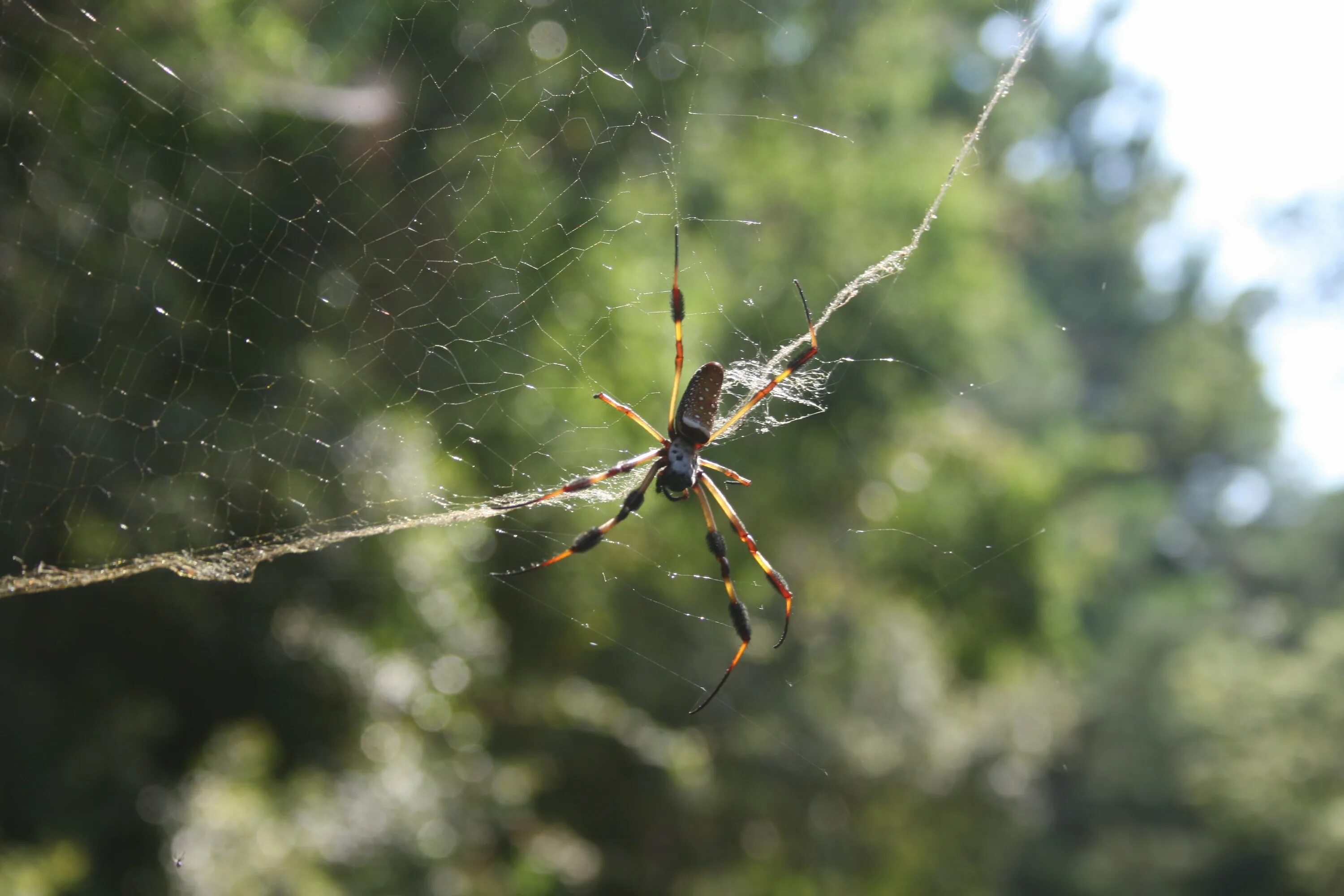 Spider island. Банановый паук золотопряд. Паук Нефила. Паучий остров Айтолико. Nephila adelaidensis.