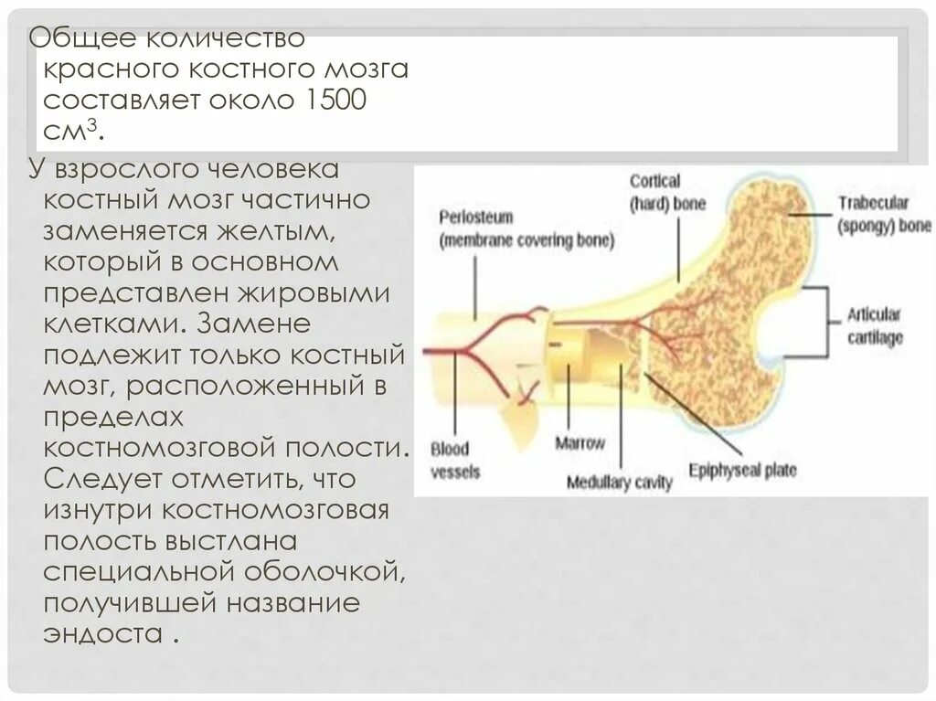 Функциональная анатомия костного мозга. Красный костный мозг анатомия. Сколько костного мозга в человеке.