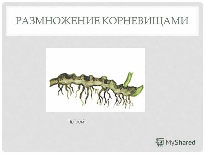 вегетативное размножение надземный побег подземный побег. мята размножение корневищем. бесполое размножение корневищем. пырей способ вегетативного размножения. ландыш майский корневище.