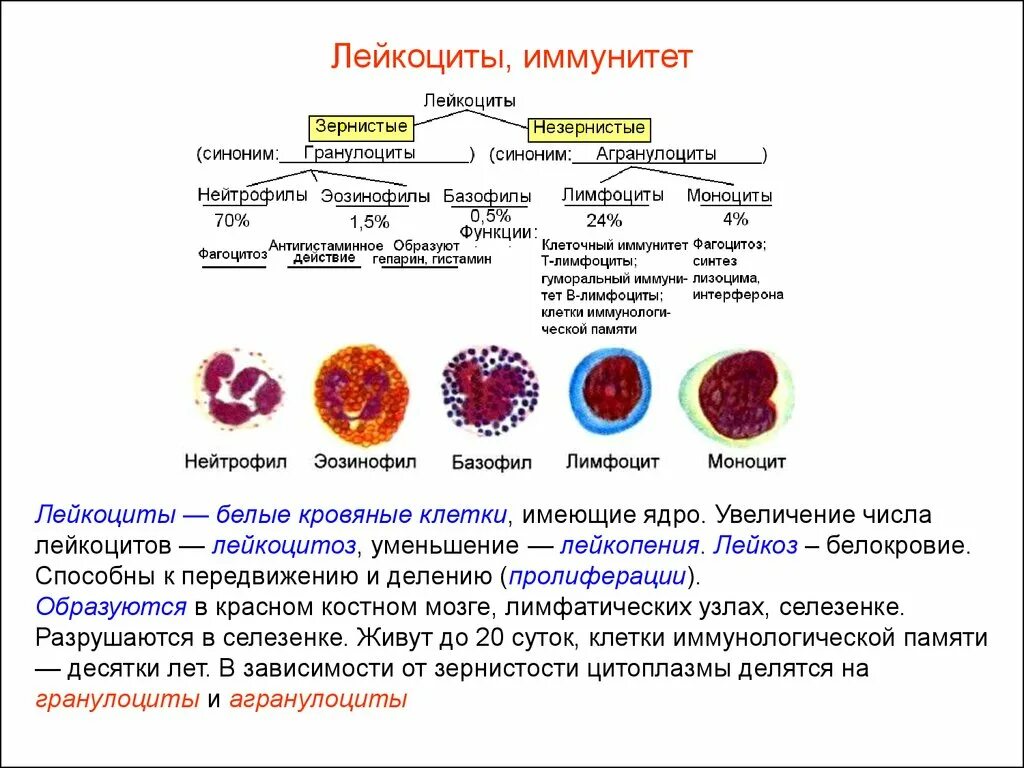 Кровь на б клетки. Функции нейтрофилы лимфоциты. Форменные элементы крови костный мозг. Клетки крови моноциты лимфоциты гранулоциты. Строение нейтрофилов крови.