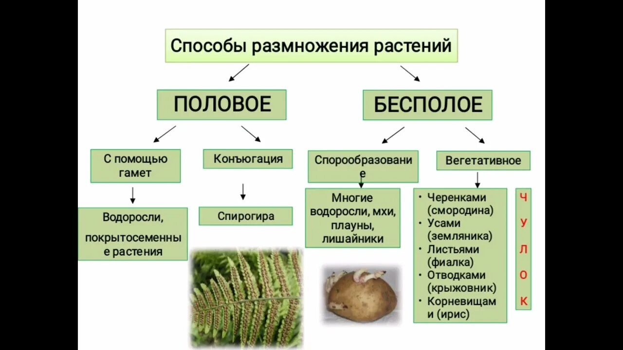 Способы размножения растений тест. Половое и бесполое размножение растений. Размножение растений бесполое половое и вегетативное. Бесполое и половое размножение 10 класс. Бесполое размножение с помощью спор характерно для.