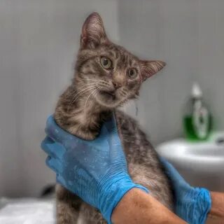 Восстановление кошки