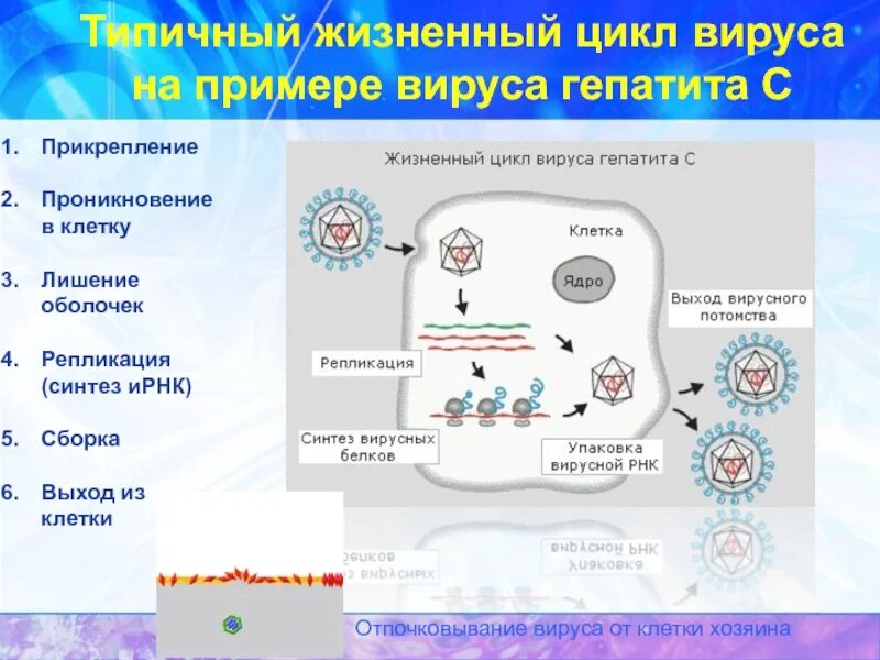 Последовательность жизненного цикла вирусов. Схема жизненного цикла вируса гепатита в. Жизненный цикл вируса ВИЧ схема. Жизненный цикл вируса гепатита с. Цикл развития вирусов схема.