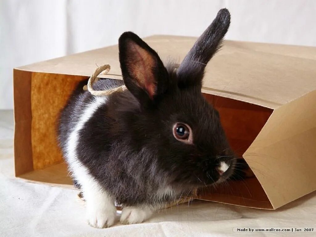 Черный кролик на английском. Домашний кролик черный. Черный декоративный кролик. Декоративный кролик черно белый. Декоративные черные крольчата.