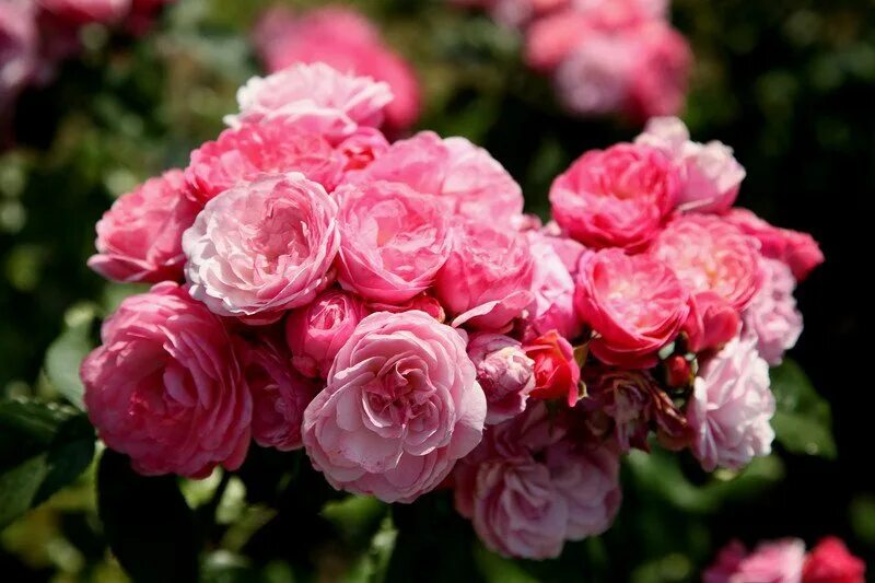 Саженец Роза Аллевья (Rosa Allevia) купить в Москве по низкой цене из питомника,