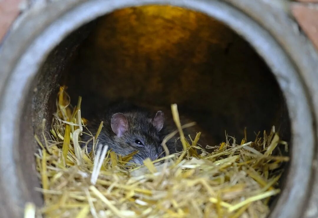 гнездо крыс