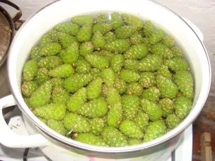 Когда собирать шишки на варенье
