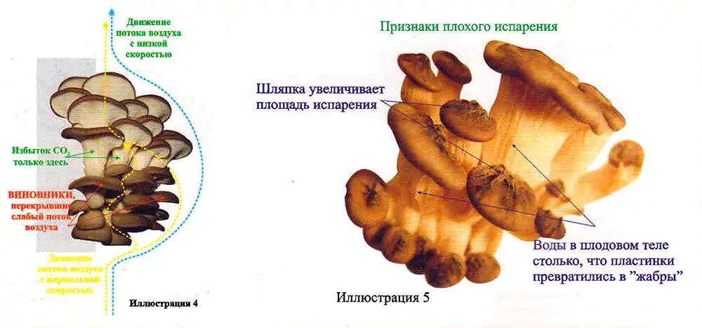 Строение вешенок. Вешенка гриб. Грибы вешенки ножки. Строение вешенки. Мицелий грибов у женщин