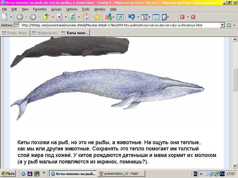 Кит это рыба или нет. Рыба похожая на кита. Кит это рыба или нет. Кит это рыба или нет. Рыба похожая на кита.