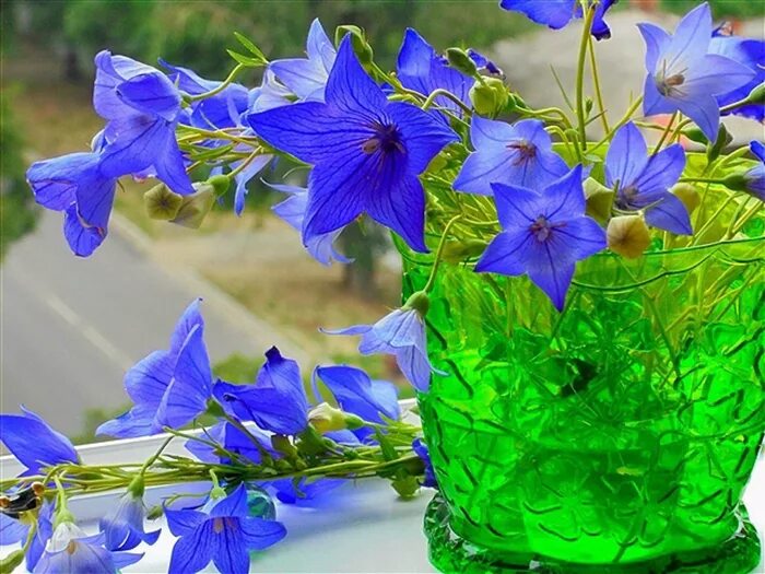 букет лесных колокольчиков. цветок "колокольчик". цветок "колокольчик". колокольчики. доброе утро цветы в вазе.