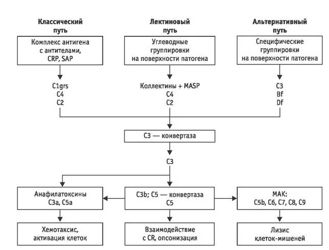 Лектиновый путь комплемента. Система комплемента классический путь схема. Классический путь активации системы комплемента схема. Схема активации белков системы комплемента. Схема активации системы комплемента в иммунологии.