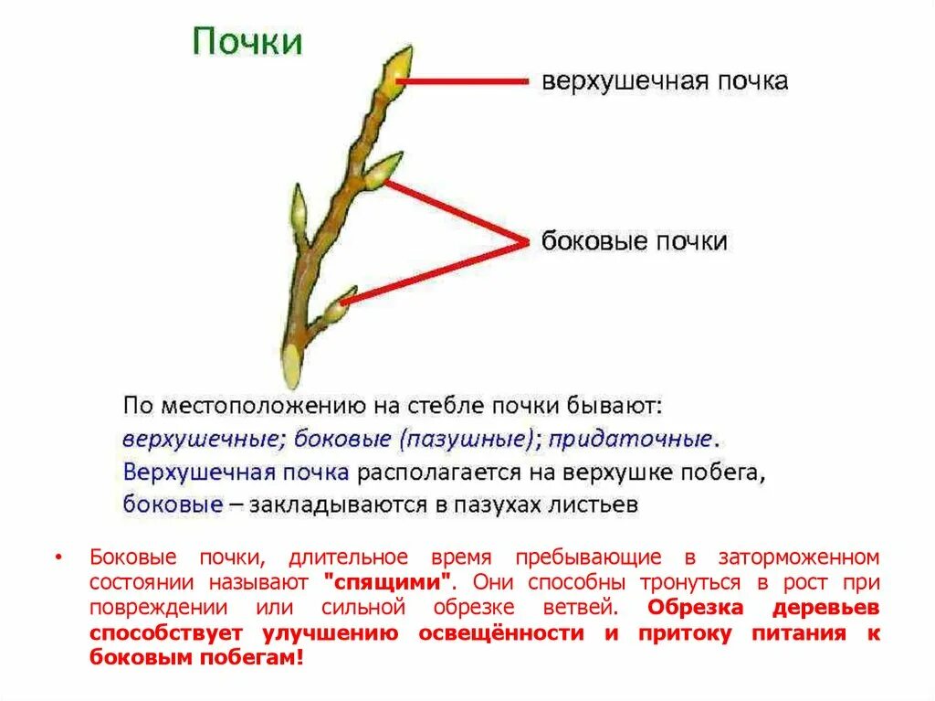 Боковая ПАЗУШНАЯ почка на побеге. Верхушечные и боковые почки. Верхушечная почка. Верхушечные и пазушные почки. Побег состоящий из листьев почек называют