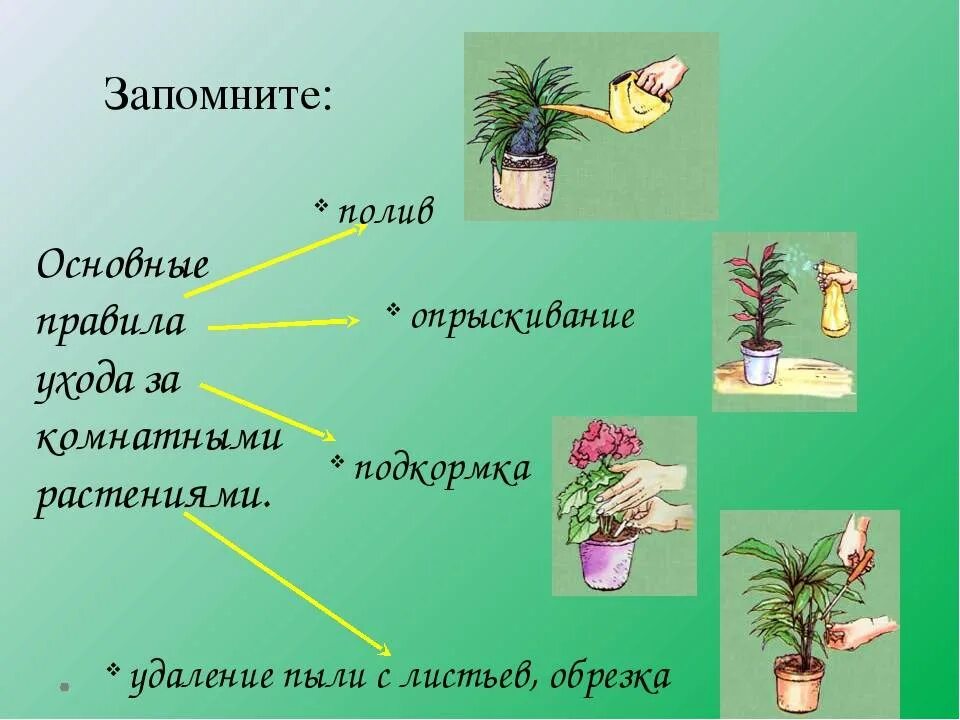 Уход за комнатнамирастениями. Уход заикомнатными растениями. Уход за камнатными расстеня. Как ухаживать за комнатными растениями.