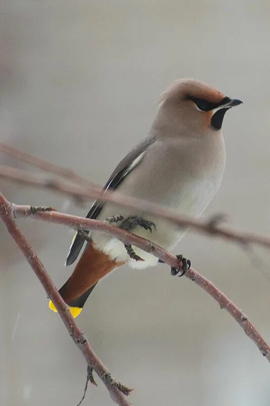 свиристель птица. свиристель обыкновенный (bombycilla garrulus). птицы в городе. свиристель фото. птица похожая на свиристель но без хохолка.