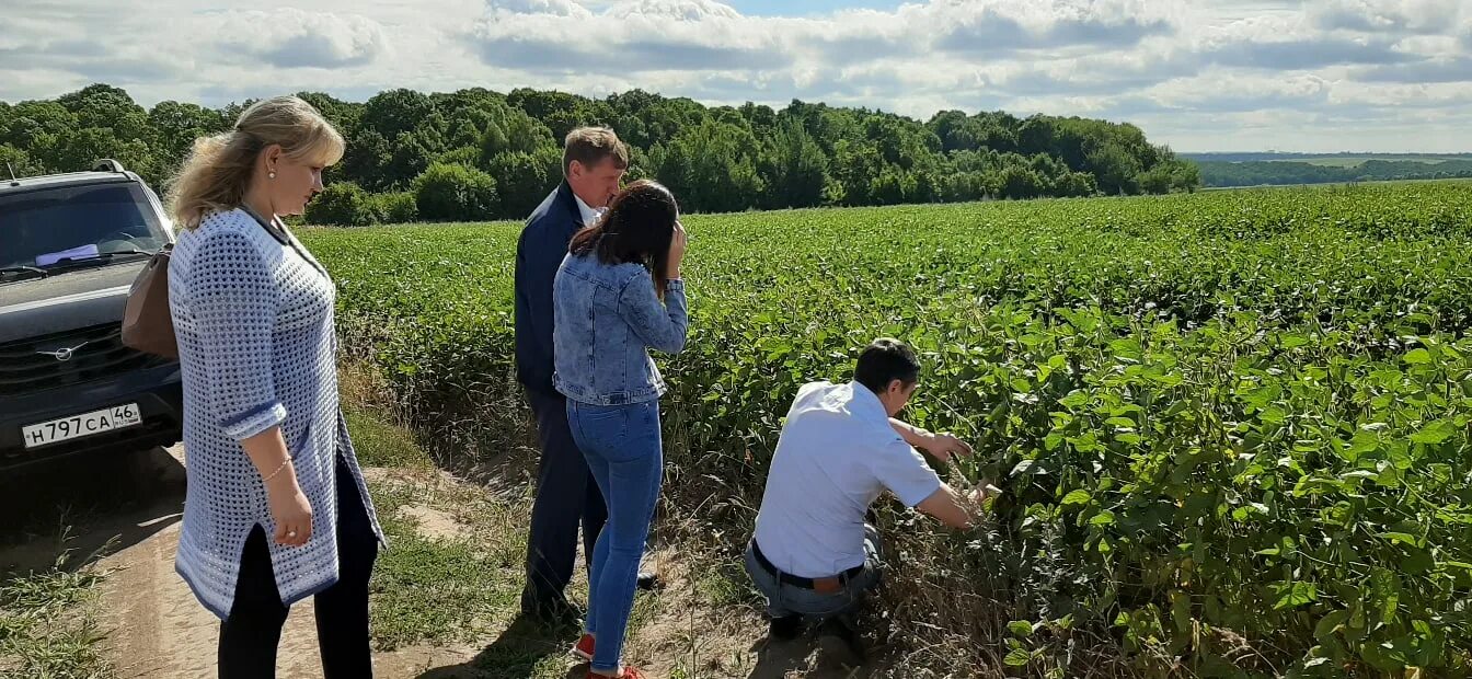 курская кфх