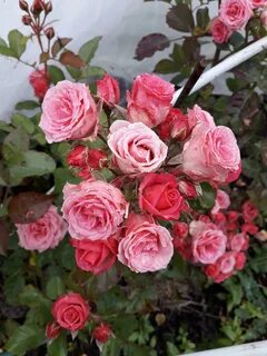 Answer rose