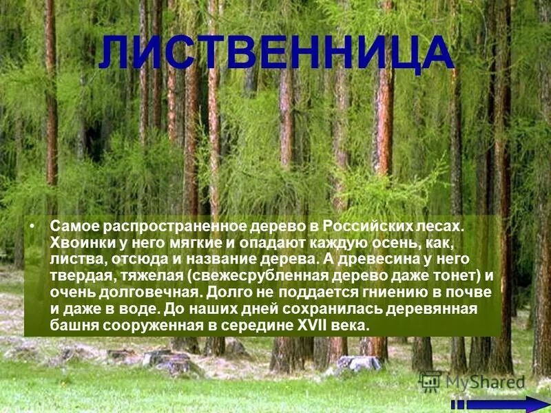 Широколиственные деревья распространенные. Деревья республики коми. Самое распрестроненор дерево росси. Сообщение о лиственнице. Самое распространенное дерево.