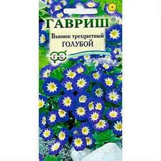 Вьюнок трехцветный семена