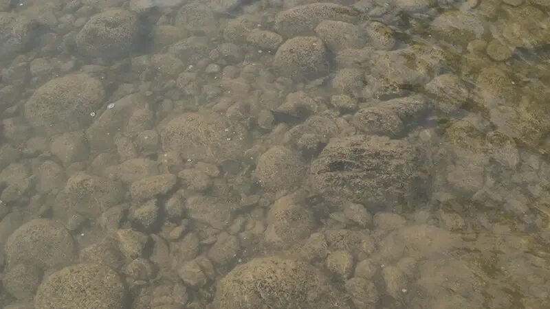 Ил и тина в реке фото фото и видео - avRussia.ru